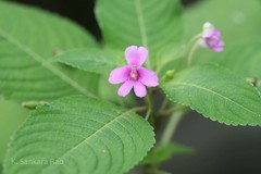 Impatiens dasysperma